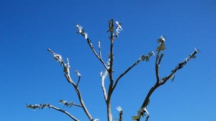 ANU Sculpture Walk - Guided Tour March