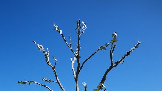 ANU Sculpture Walk - Guided Tour October 2023